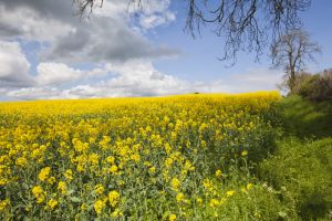 market harborough 4 sm.jpg